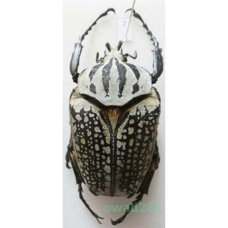 Goliathus orientalis (Moser, 1909) male Camerun 67mm2